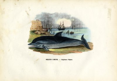 Delfino comune, 1863-79 da Raimundo Petraroja